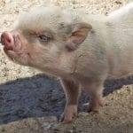 Maialini uccisi per i crash test della auto orrore in Cina