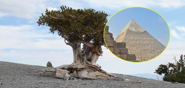 Scoperto albero più vecchio del mondo, più delle Piramidi