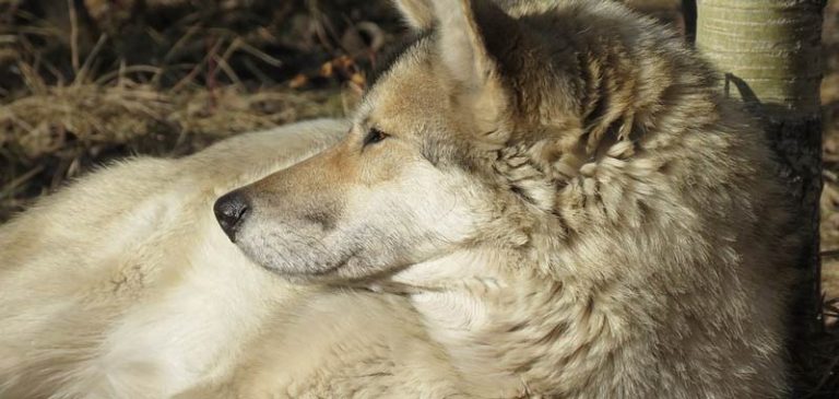 Wolf-dog, un bellissimo ibrido illegale in Italia