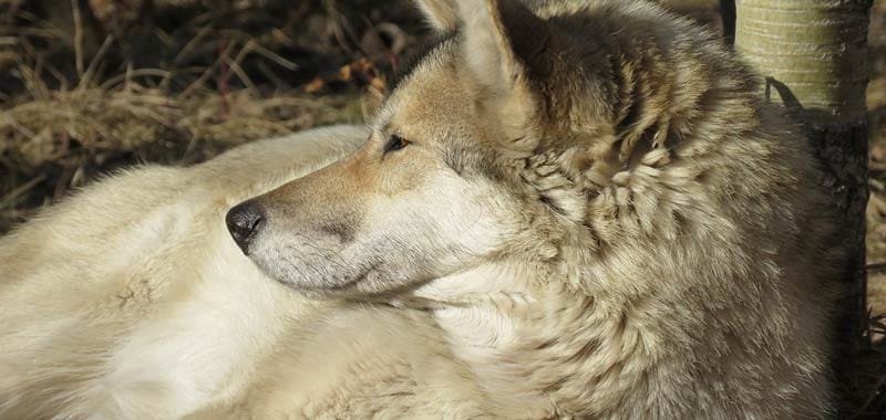 Wolf-dog un bellissimo ibrido illegale in Italia