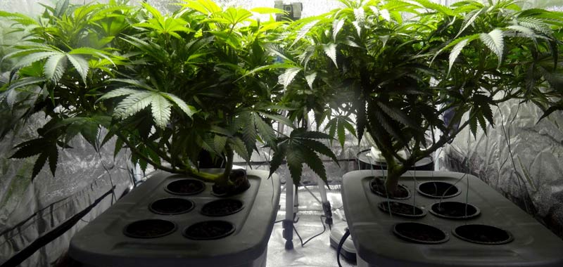 La vendita della cannabis light resta illegale