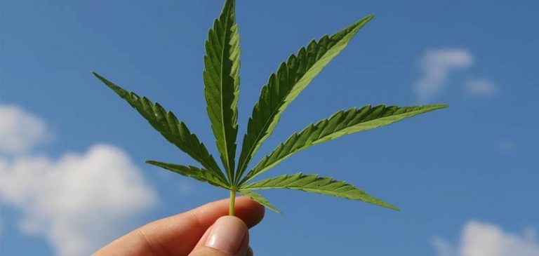 Cannabis, nessun reato se la si coltiva in casa