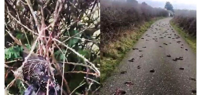 Centinaia di uccelli muoiono in Galles, misteriose le cause