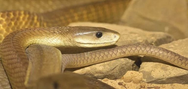 Mamba Nero, serpente tanto veloce quanto velenoso