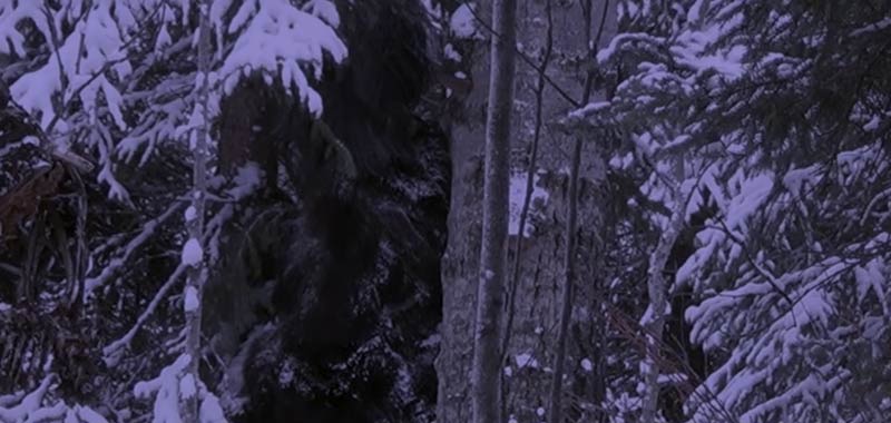 Canada strana creatura filmata accanto ad un albero