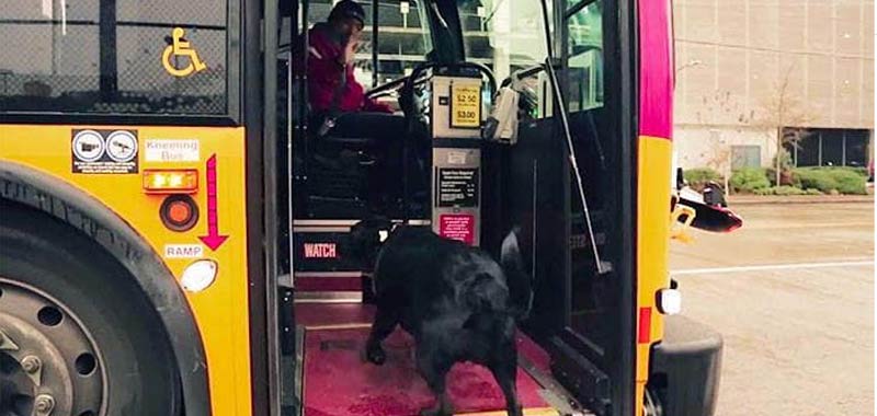 Cane prende da solo il bus per andare a giocare e tornare