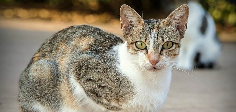 Chi ama i gatti va poco in chiesa lo dice uno studio