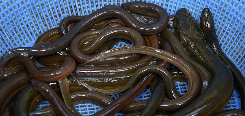 Ingoia anguille vive gli viene rosicchiato intestino