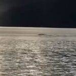 Ogopogo il mostro ripreso in Canada