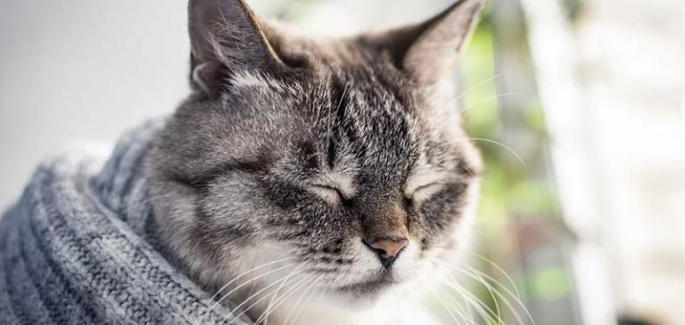 Quali malattie possono trasmetterci i nostri gatti?