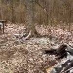 BigFoot urlo della creatura sul web divide gli utenti