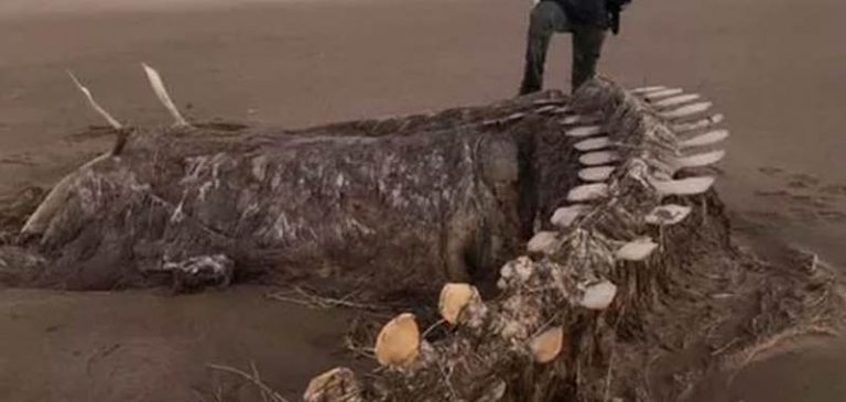 Carcassa del mostro di Loch Ness, un sondaggio mostra la verità