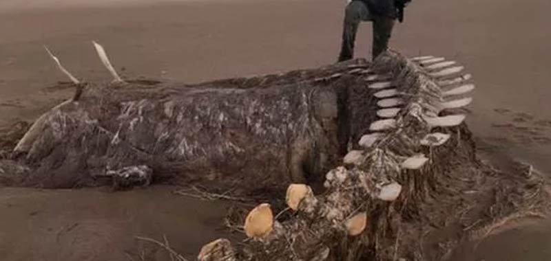 Carcassa del mostro di Loch Ness un sondaggio mostra la verita