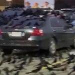 Incredibile invasione di uccelli presagio di imminente disastro