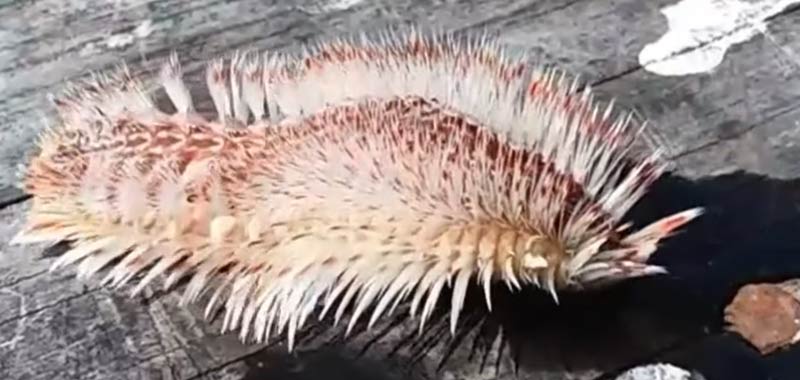 Spaventosa creatura marina velenosa scoperta in Texas