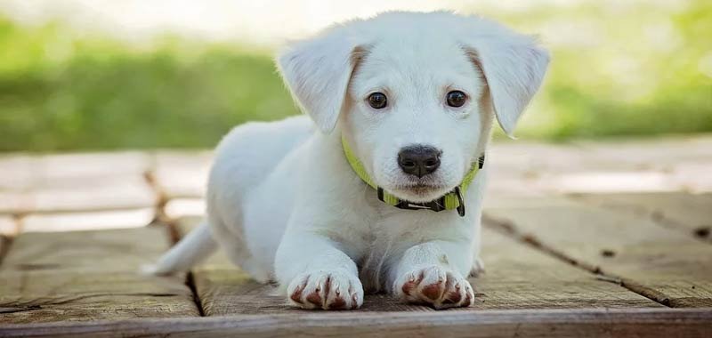 Il tuo cane e il tuo gatto non possono diffondere il coronavirus