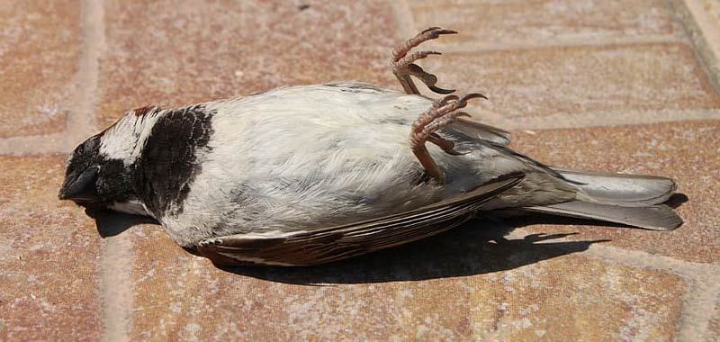 Mistero uccelli cadono al suolo morti in tutto il mondo