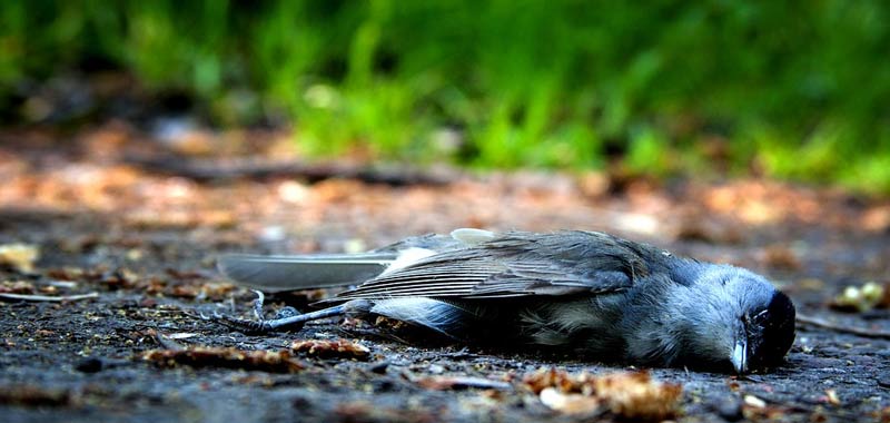 Continuano a morire gli uccelli in tutto il mondo