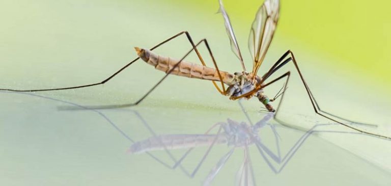 Estate in arrivo: le zanzare possono diffondere il coronavirus?
