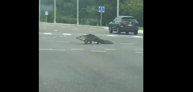 Florida Alligatore gira indisturbato in citta durante la quarantena