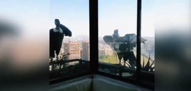Quarantena: Incredibile due condor guardano un cagnolino dalla finestra