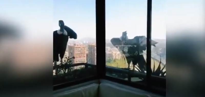 Quarantena Incredibile due condor guardano un cagnolino dalla finestra
