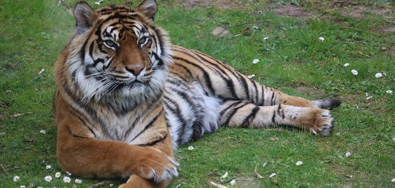 Quarantena gli animali dello zoo rischiano la morte per mancanza di cibo