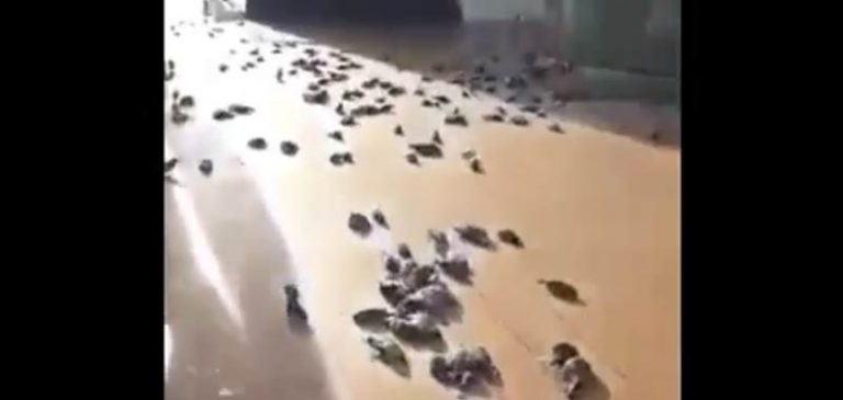 Uccelli morti piovono dal cielo su una nave da crociera