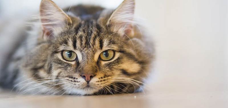 Veterinari britannici presto test coronavirus per gatti