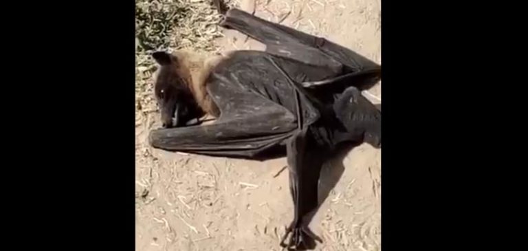 India: Centinaia di pipistrelli cadono morti al suolo