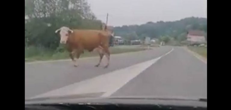 Perde la mucca per strada, il video diventa virale