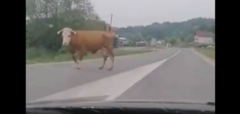 Perde la mucca per strada il video diventa virale