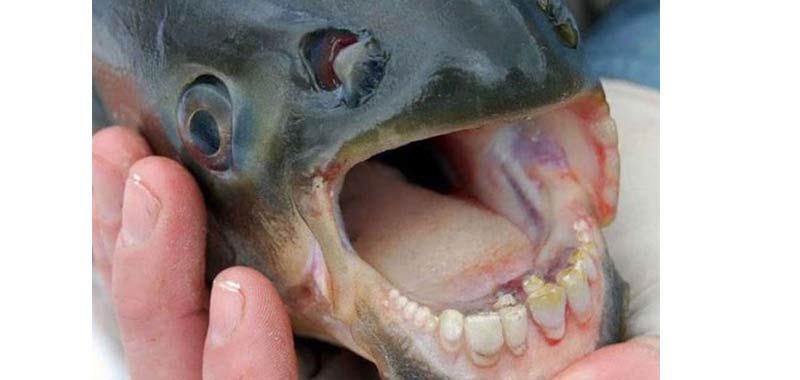 Pesci con denti umani catturati in Russia