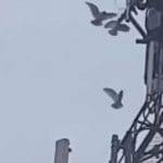 Uccelli attaccano le torri del 5G cosa sta succedendo