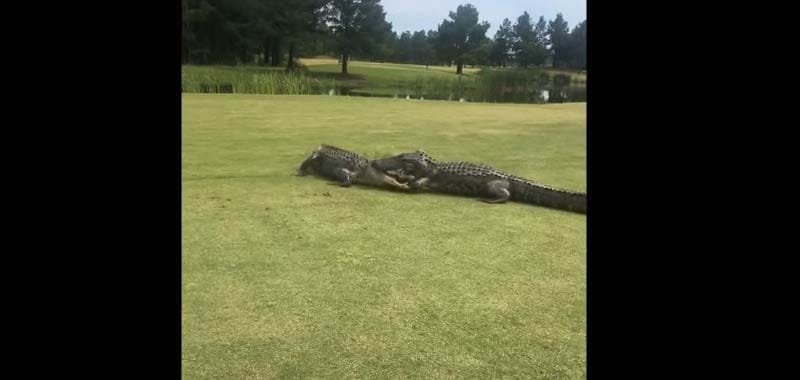 Va a giocare a golf ma sul campo trova una sorpresa