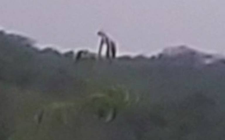 Creatura gigante avvistata sulle montagne in Messico