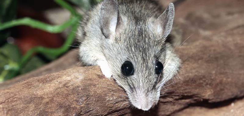 Australia Dopo la pandemia invasione di topi inferociti