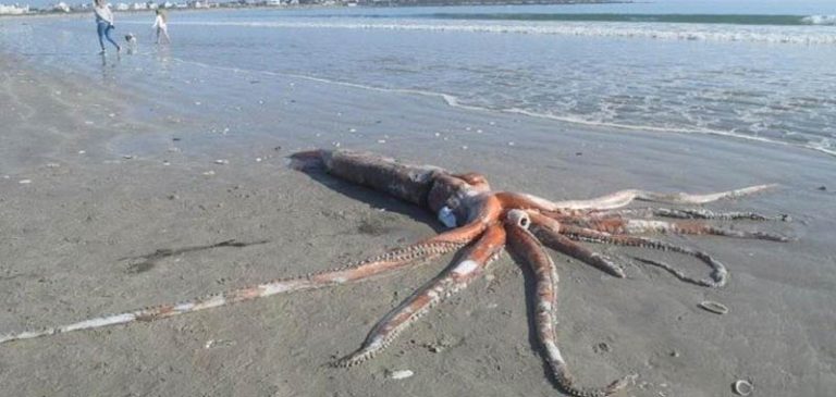 Enorme calamaro ritrovato sulle coste in Sudafrica