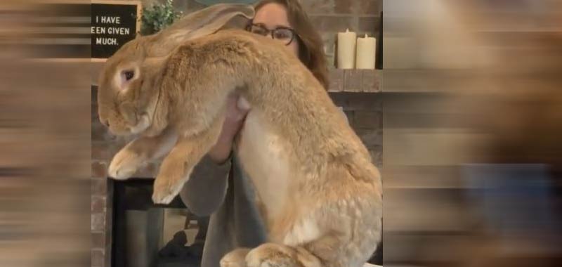 Il coniglio domestico diventa grande quanto una persona