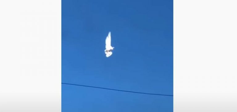 5G: Uccello si blocca a mezz’aria, cosa sta succedendo?