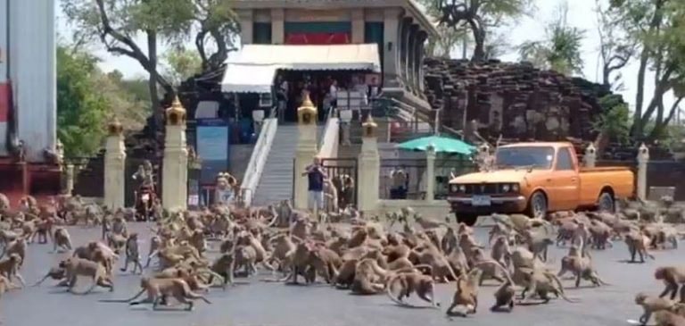 8000 scimmie conquistano una città della Thailandia, è panico