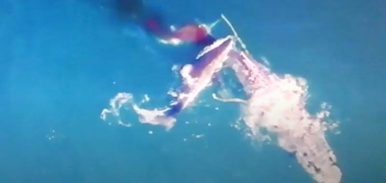 Drone riprende uno squalo che affonda una megattera