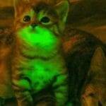 Gatti geneticamente modificati brillano ne oscurita