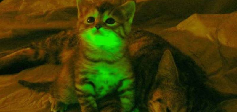Gatti geneticamente modificati brillano ne oscurita