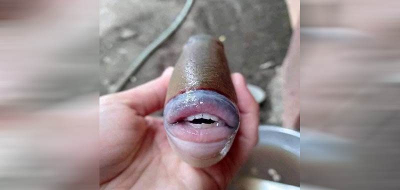 Malesia Trovato pesce balestra con denti umani