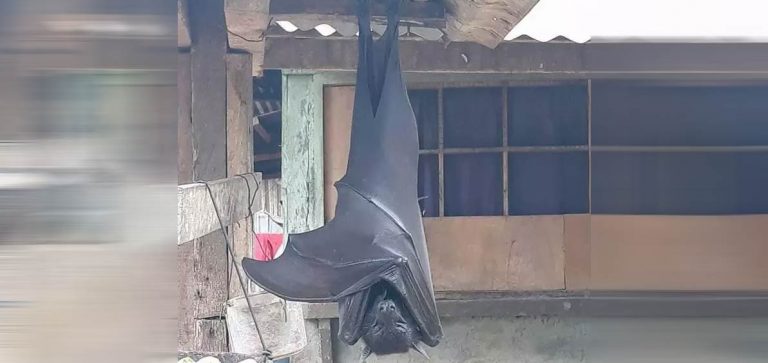 Pipistrello gigante, non è un falso ecco perchè