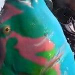 Tira su un pesce mai visto prima lo chiamano Avatar