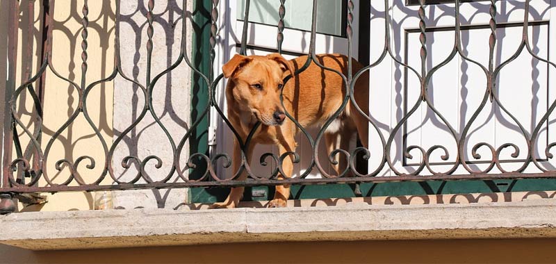 Caltanissetta, morto cane chiuso sul balcone di casa per due giorni