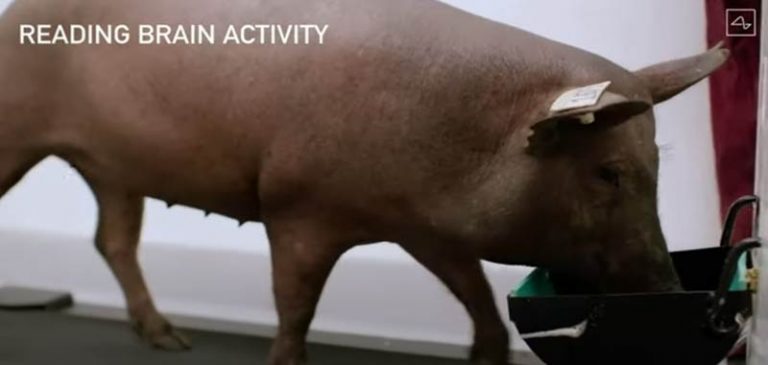 Neuralink: Elon Musk presenta il primo maiale con l’impianto