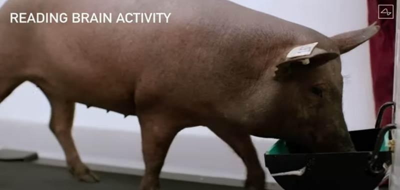 Elon Musk presenta il primo maiale con impianto